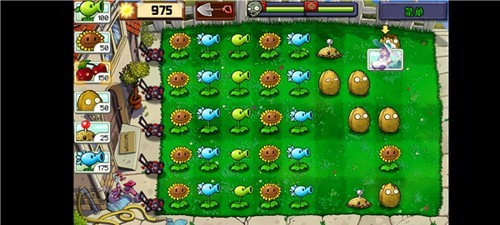 植物娘大战僵尸庄不纯无限阳光版