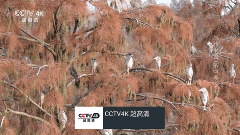 mytv电视版