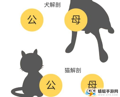 3Dbody宠物