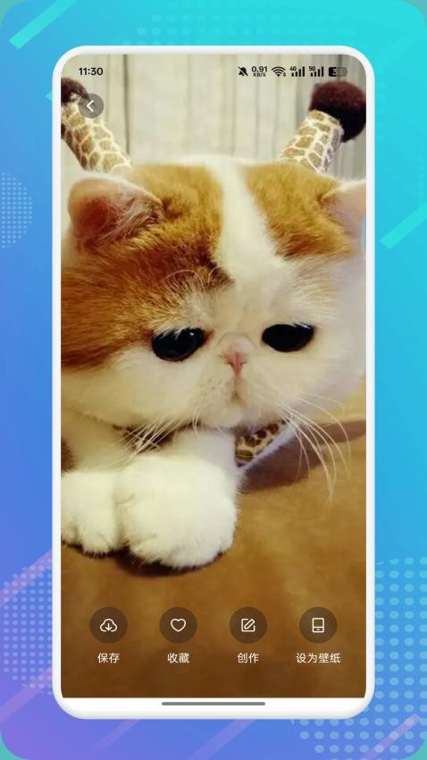 猫咪社区h2026免费版