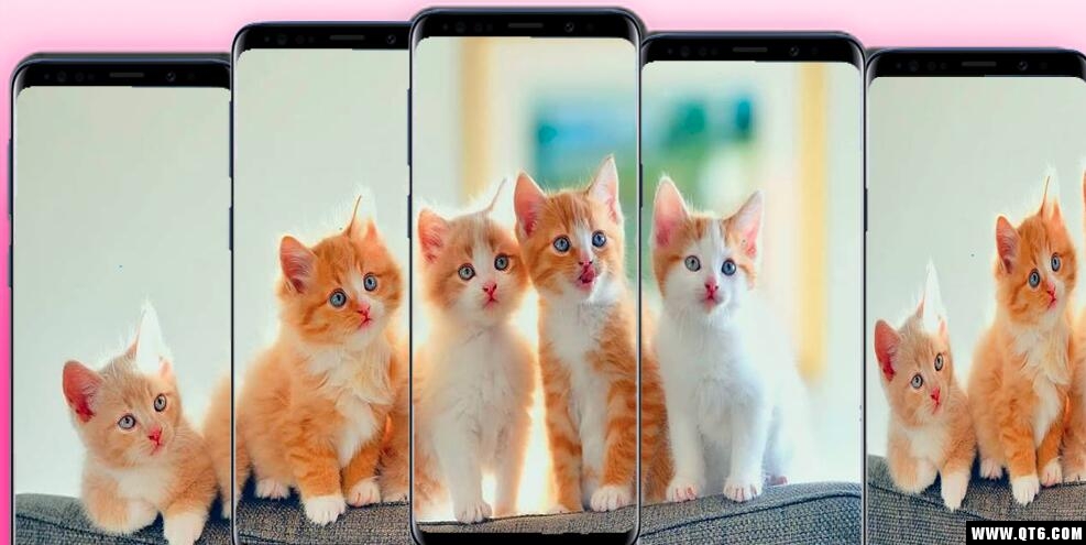 kawaii cats Wallpaper(猫壁纸漂亮的猫图片) 1.0手机版