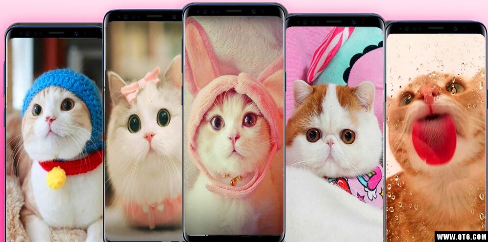 kawaii cats Wallpaper(猫壁纸漂亮的猫图片) 1.0手机版
