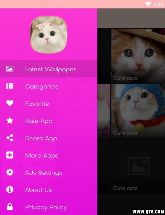 猫壁纸漂亮的猫图片