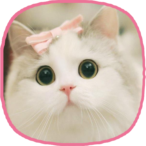 kawaii cats Wallpaper(猫壁纸漂亮的猫图片) 1.0手机版