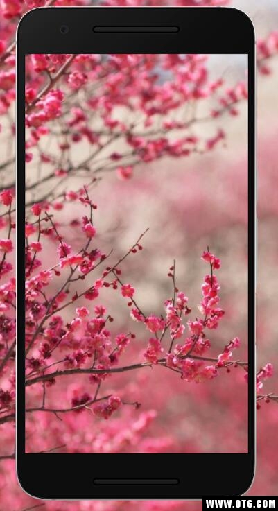 Sakura Wallpaper HD(樱花壁纸高清免费) 1.0.0手机版