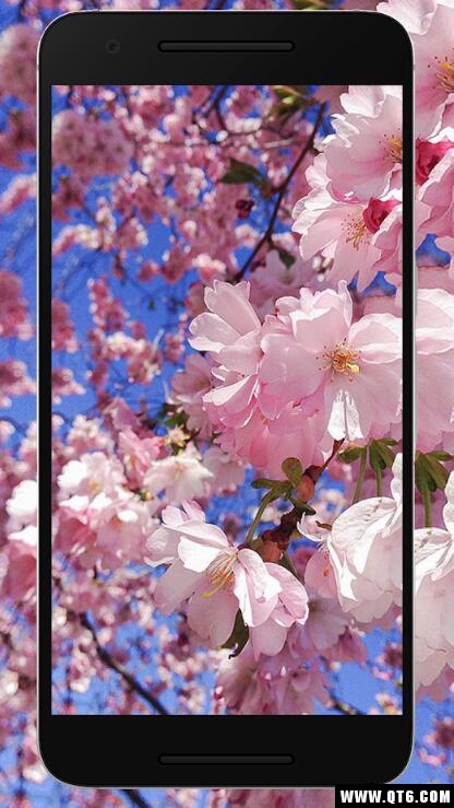 Sakura Wallpaper HD(樱花壁纸高清免费) 1.0.0手机版