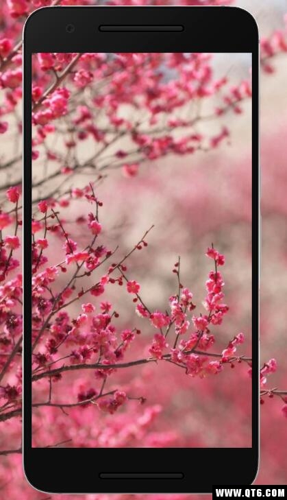 Sakura Wallpaper HD(樱花壁纸高清免费) 1.0.0手机版