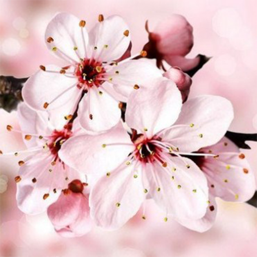 Sakura Wallpaper HD(樱花壁纸高清免费) 1.0.0手机版
