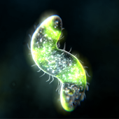 Bionix(微生物的起源模拟器中文安卓版)v40.48中文版
