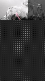Buzz桌面APP