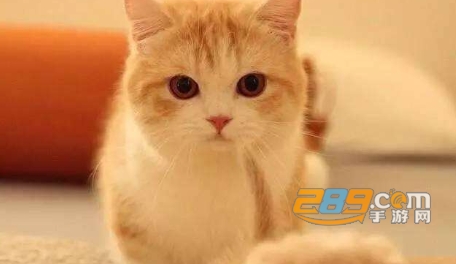 橘猫侦探社破解版不看广告领奖励