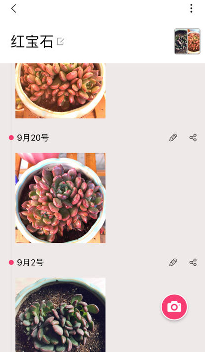 多肉植物陪护记