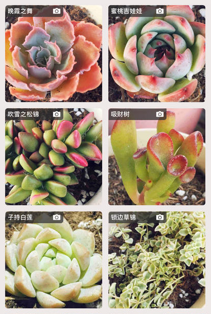 多肉植物陪护记