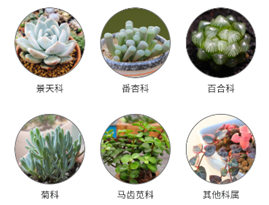 多肉植物陪护记界面示意图