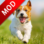 Parsons Dog Simulator(帕森斯犬模拟器大量货币版) 1.0.6安卓版