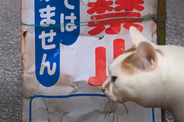 猫的一天怪奇谭（全剧情存档）完整版