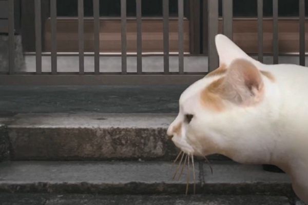 猫的一天怪奇谭（全剧情存档）完整版