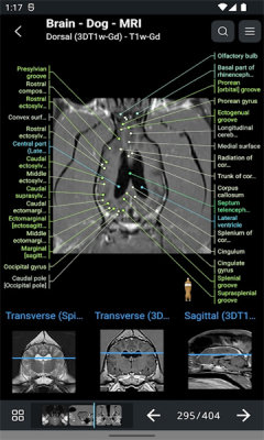 vet Anatomy安卓版v3.1.0