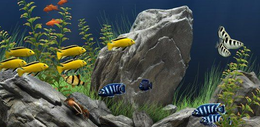 梦幻水族馆