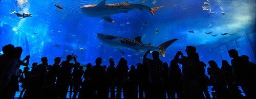 我的3D水族馆