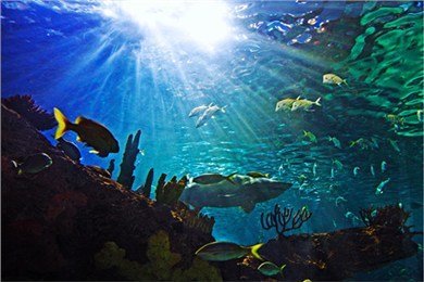 我的3D水族馆