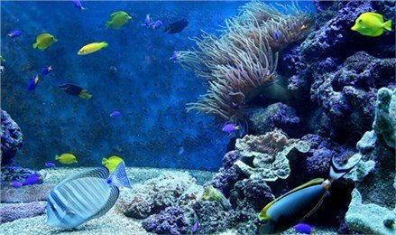 我的3D水族馆