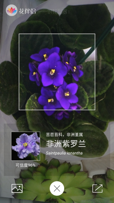 花伴侣